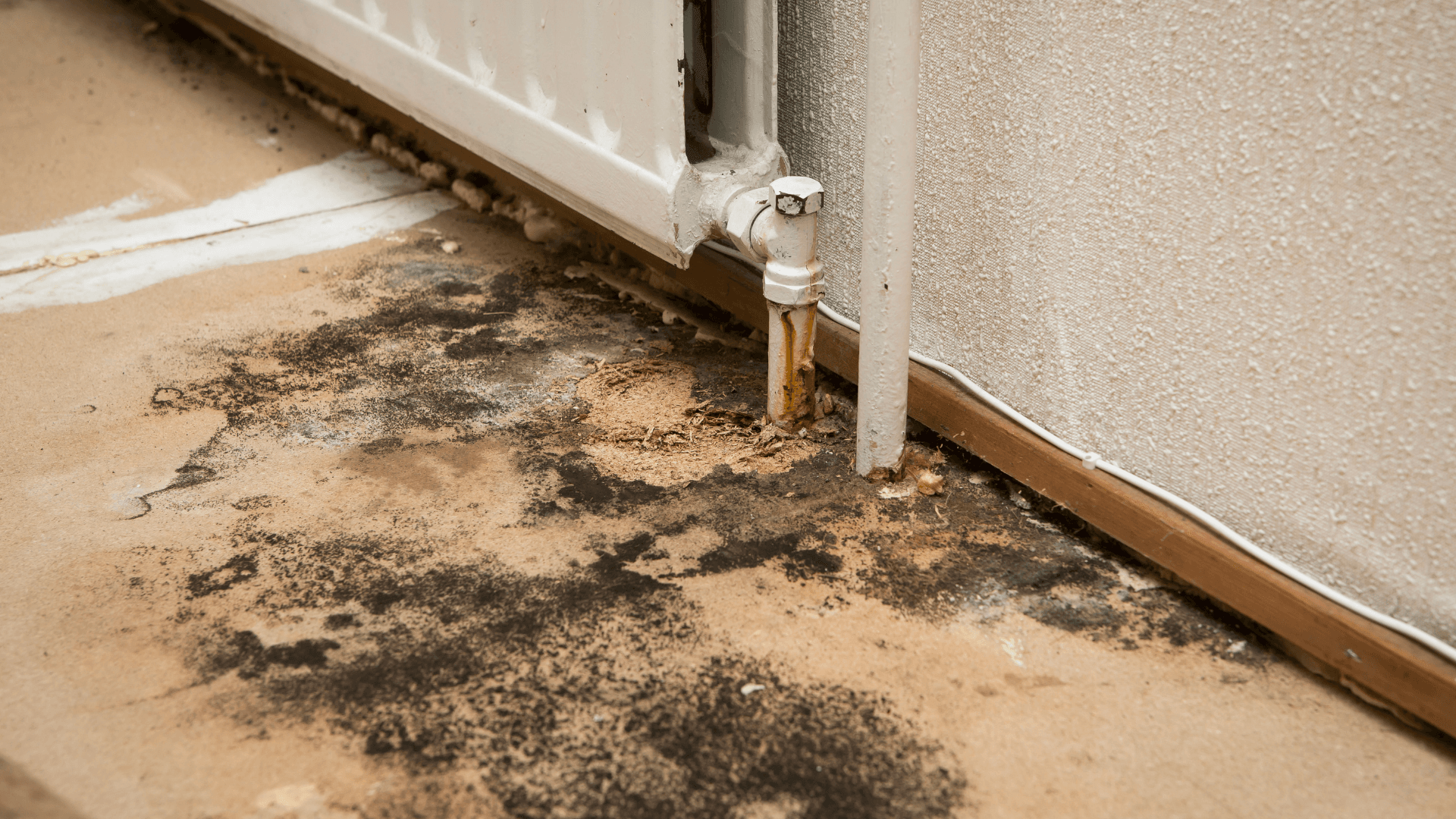 The Hidden Dangers of Mold: A.S.I. Inc.’s Expert Mold Removal Solutions